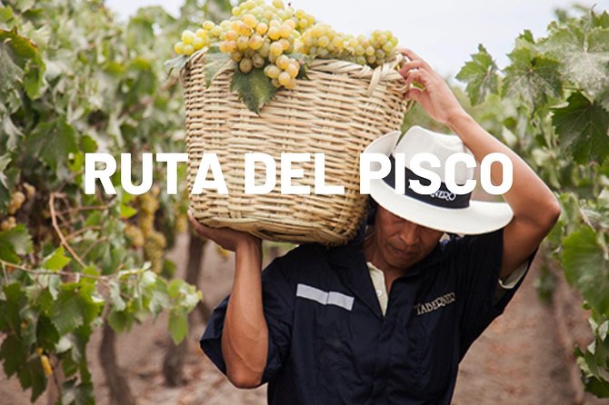 Tour del Pisco en Ica: precios, bodegas y paquetes turísticos